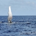 whale_humpback_h_00631_dom2689.jpg
